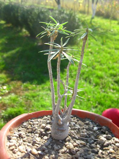Octombrie 2012 - Euphorbia balsamifera_3