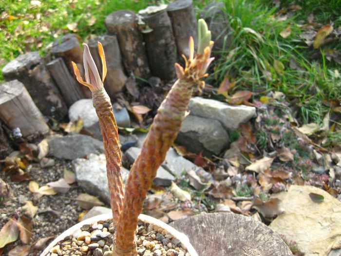 Noiembrie 2012 - Euphorbia balsamifera_4