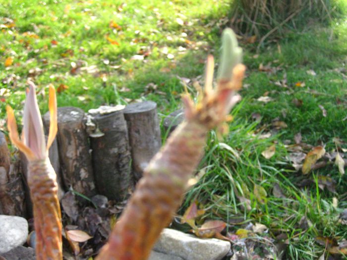Noiembrie 2012 - Euphorbia balsamifera_4
