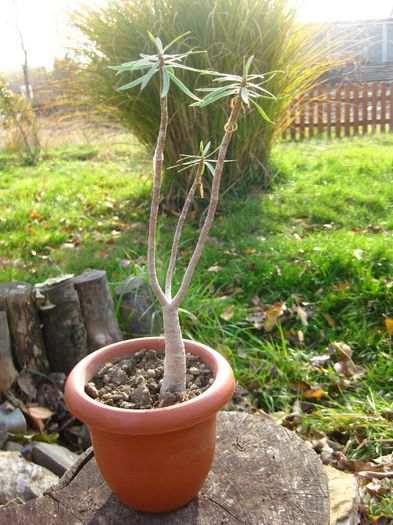 Noiembrie 2012 - Euphorbia balsamifera_5