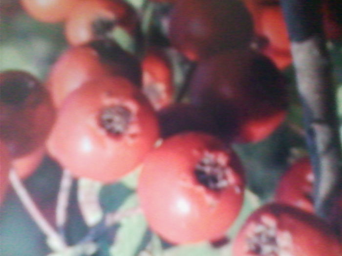paducel-fructe