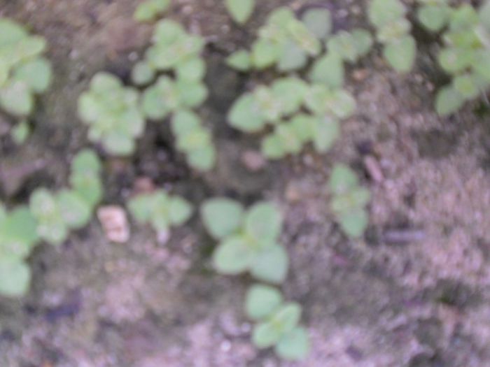 Paulownia tomentosa 4 - PAULOWNIA TOMENTOSA
