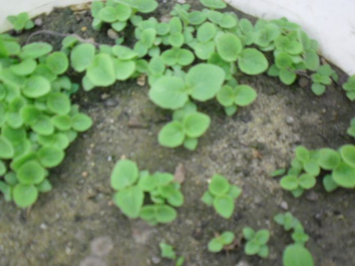 Paulownia tomentosa 7 - PAULOWNIA TOMENTOSA