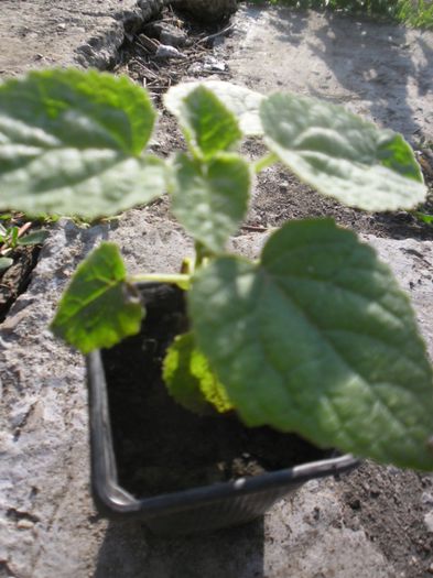 Paulownia tomentosa 17; Paulownia tomentosa
