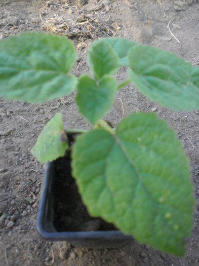 Paulownia tomentosa 18; Paulownia tomentosa
