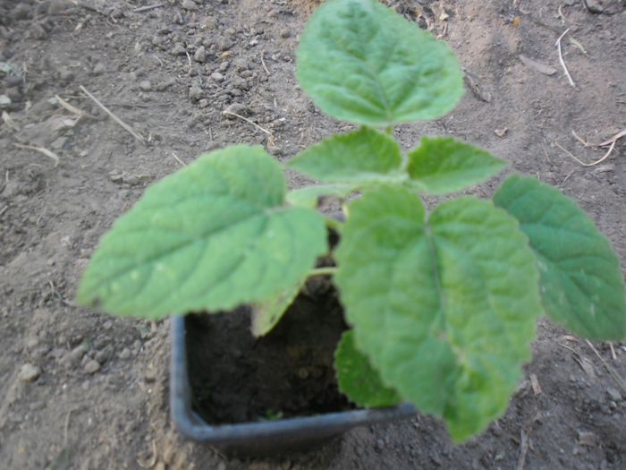 Paulownia tomentosa 20; Paulownia tomentosa
