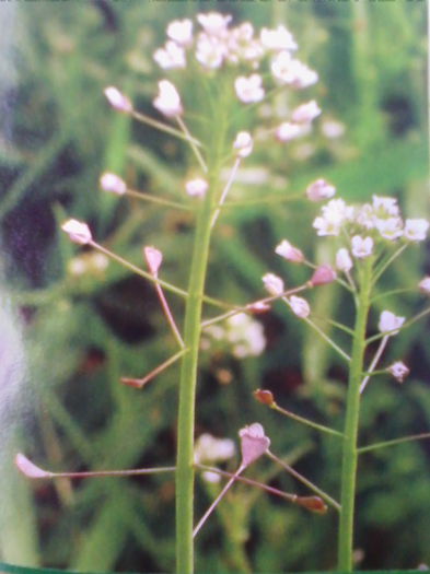 traista ciobanului - a-plante medicinale 2013