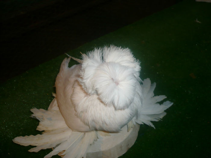 P1070334 - TINERET TOBOSARI 2013