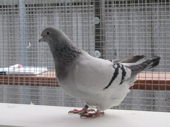 F-2012 - FEMELE MATCA 2014