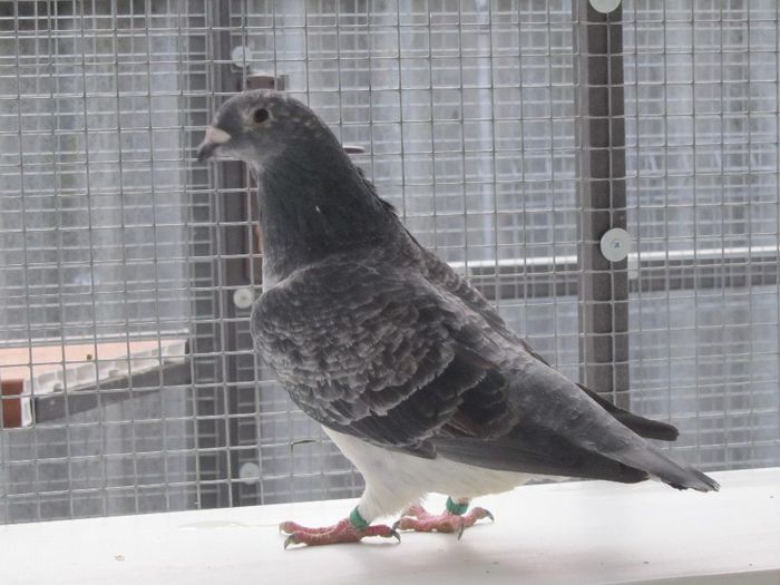 F-51 - FEMELE MATCA 2014