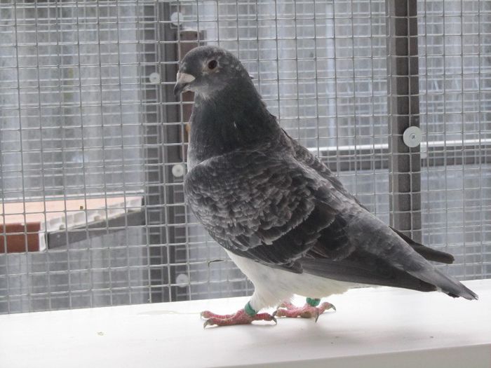 F-2013 - FEMELE MATCA 2014