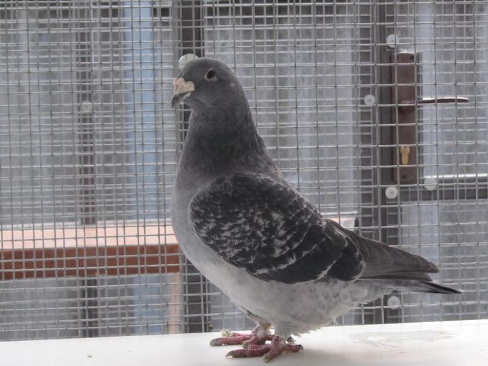 F-52 - FEMELE MATCA 2014