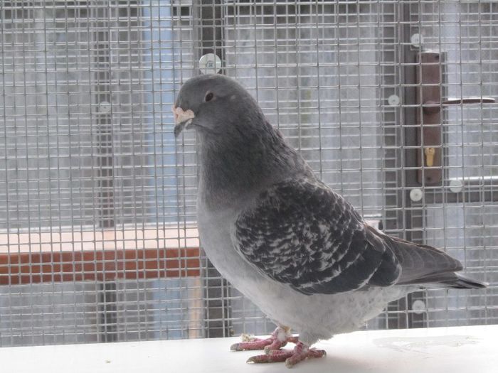 F-2009 - FEMELE MATCA 2014