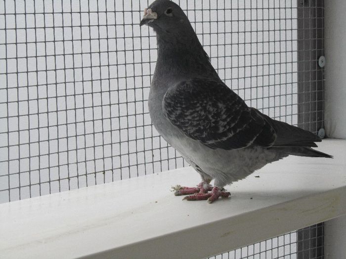 IMG_6385 - FEMELE MATCA 2014