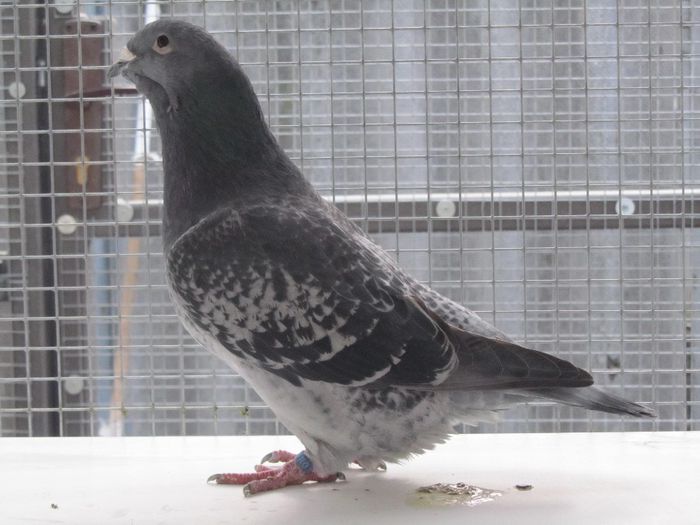 F-2012 - FEMELE MATCA 2014