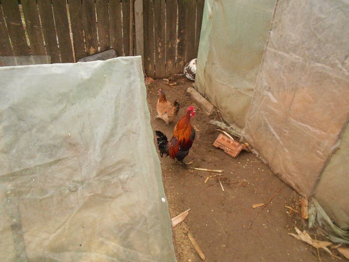 DSCN2277 - Gaini pitice