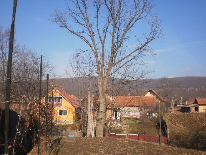 PICT0458 - stejarul din gradina mea