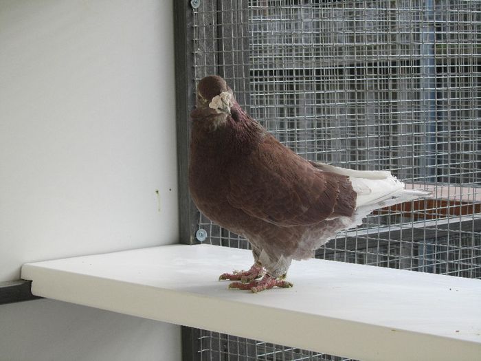 M-2009 - MASCULI MATCA 2014