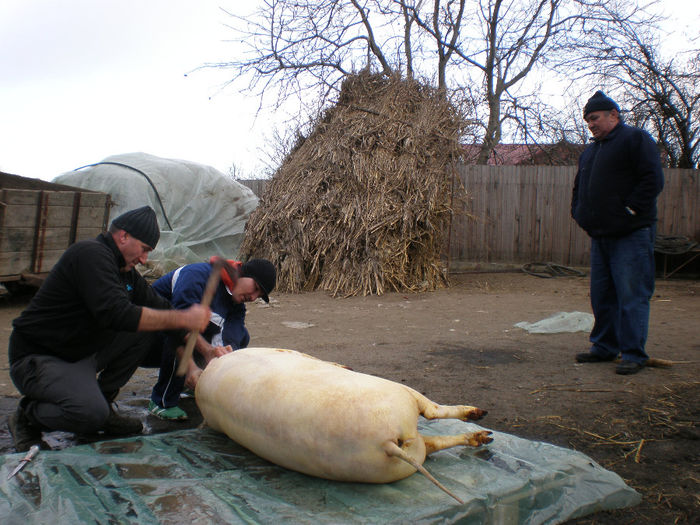 PC080468; Marfa de Gradinari.
