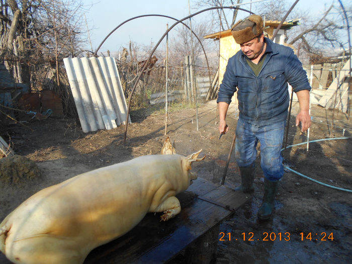 dec 2013 taierea porcului - Traditii 2013- Sarbatorile de iarna