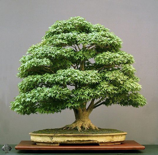 acer-bonsai-pall