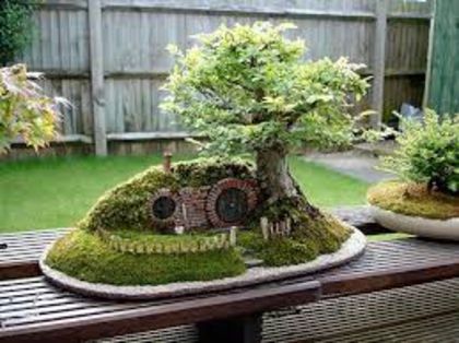 images - bonsai