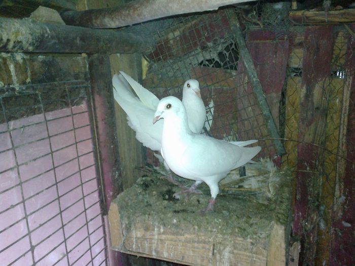 perechea 2 100lei - Porumbei voiajori albi