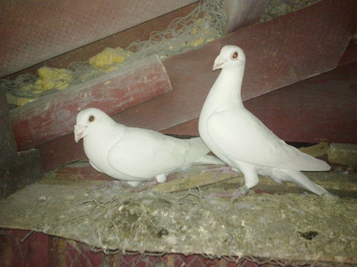 perechea 1 100lei - Porumbei voiajori albi