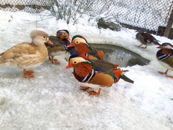 Rate mandarin; 2013-12-06 16.11.08
