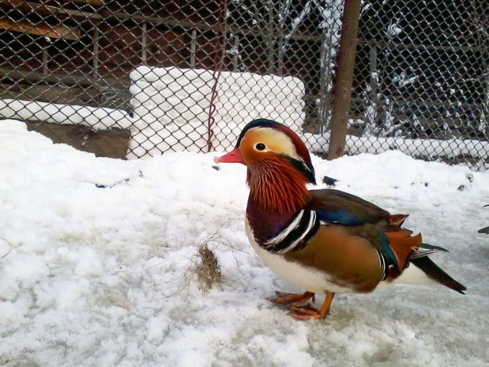 Rate mandarin; 2013-12-06 16.11.51

