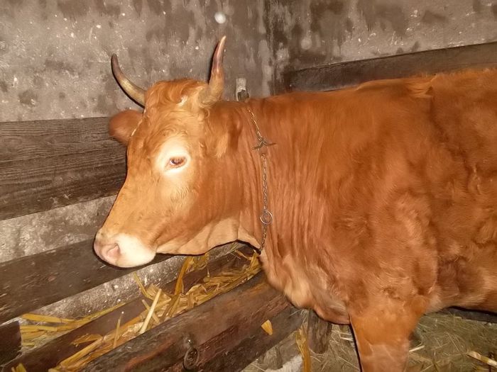 SAM_5716 - vaca noastra care este de vanzare