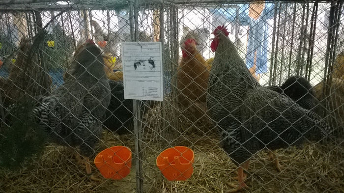 Expozitia Decembrie 2013 Satu Mare