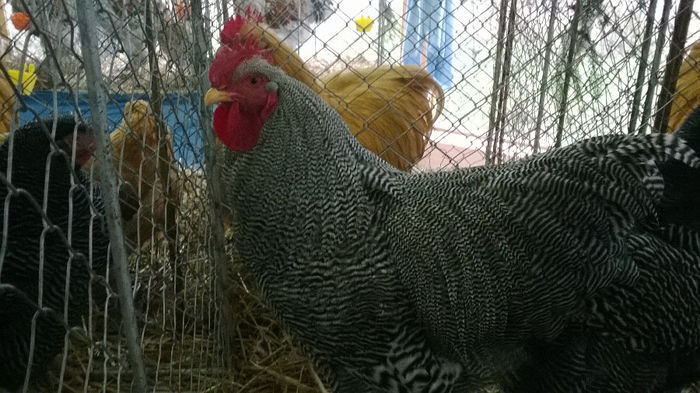 Expozitia Decembrie 2013 Satu Mare