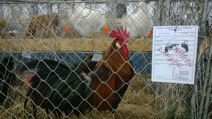 Expozitia Decembrie 2013 Satu Mare