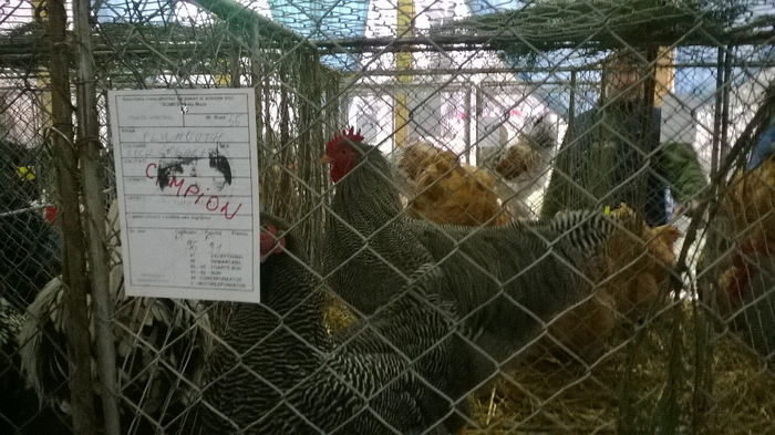 Expozitia Decembrie 2013 Satu Mare