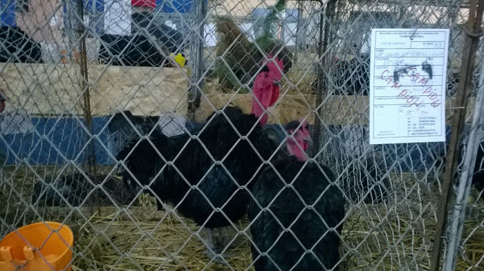 Expozitia Decembrie 2013 Satu Mare