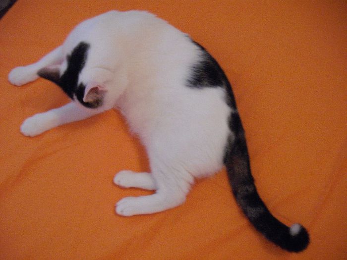 DSCF1792 - FELIX