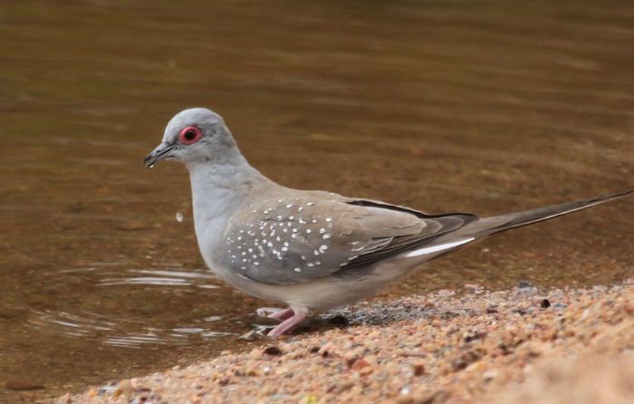 Diamond Dove - turturele diamant