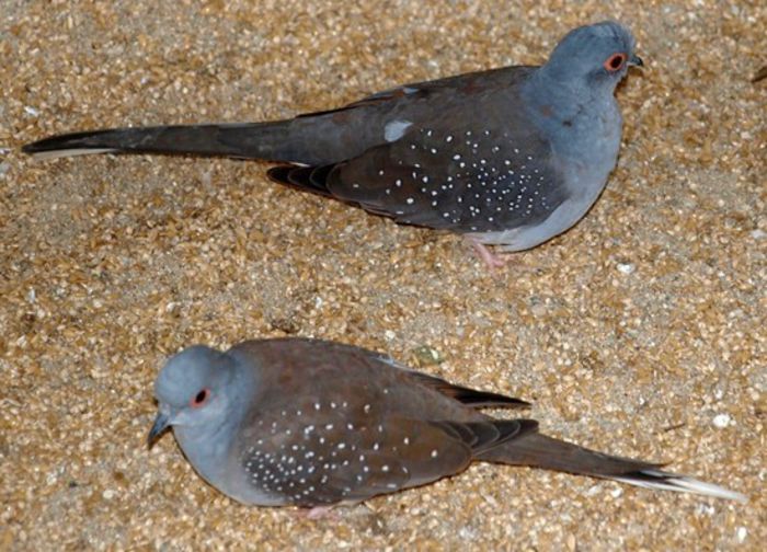 Diamond Dove (Geopelia cuneata) 1 - Kyabram Fauna Park, VIC - turturele diamant