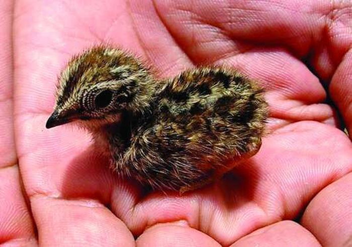 BabyQuail - prepelite chinezesti pitice