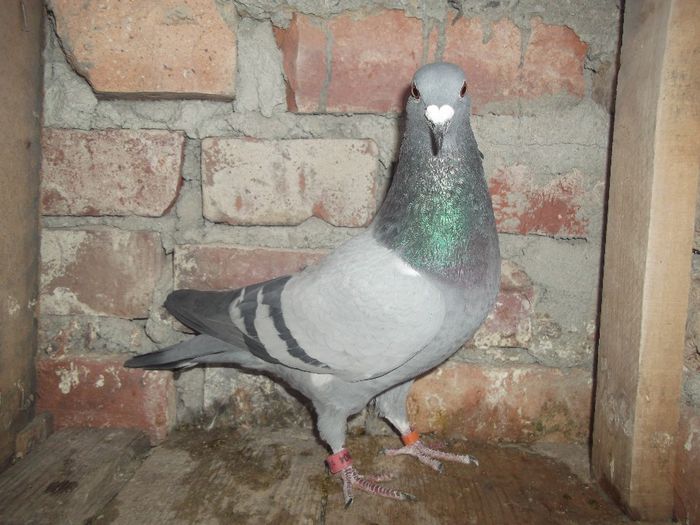 Picture 059 - Pui decembrie 2013