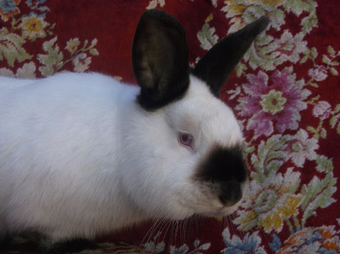 DSCF2608 - b-exemplarele mele