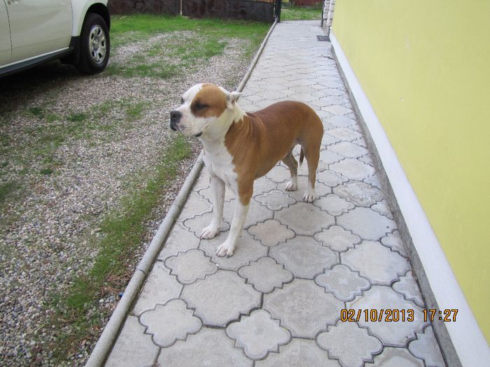 Sistaff Hellraiser - CAINI - AMSTAFF