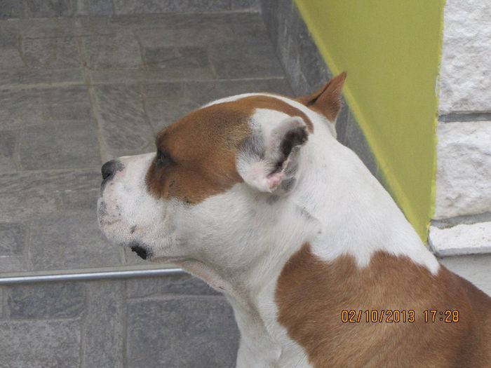 Sistaff Hellraiser - CAINI - AMSTAFF