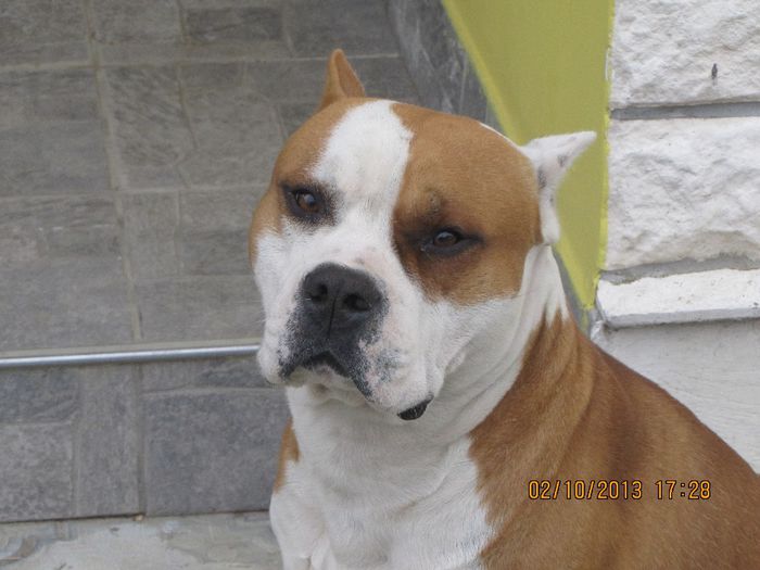 Sistaff Hellraiser - CAINI - AMSTAFF