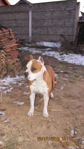 Sistaff Hellraiser - CAINI - AMSTAFF