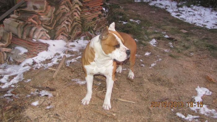 Sistaff Hellraiser - CAINI - AMSTAFF
