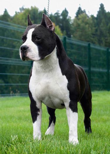 Bunic - CAINI - AMSTAFF