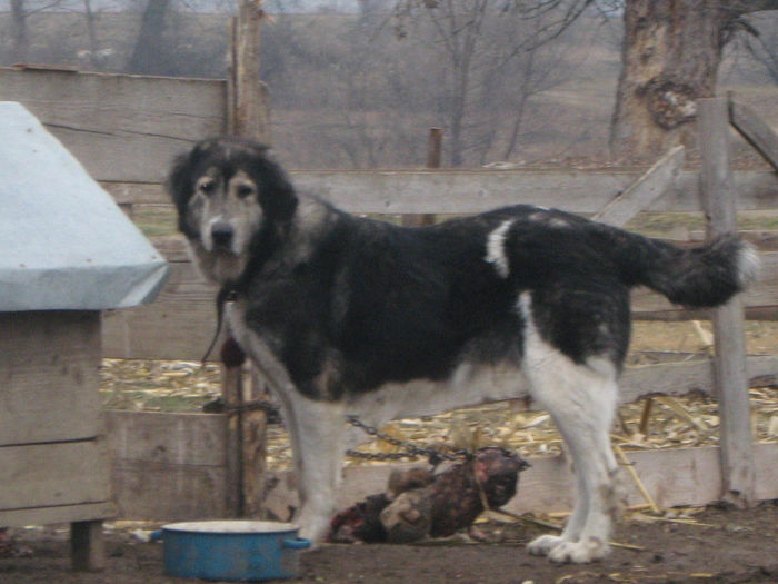 lola femela - caini ciobanesti romanesti crb crc crm si poate unii sunt metisi 2