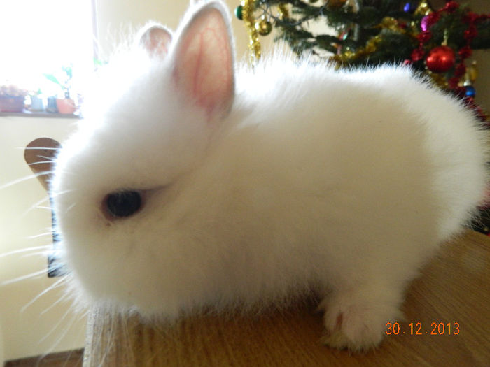 Picture 437 - iepuri angora